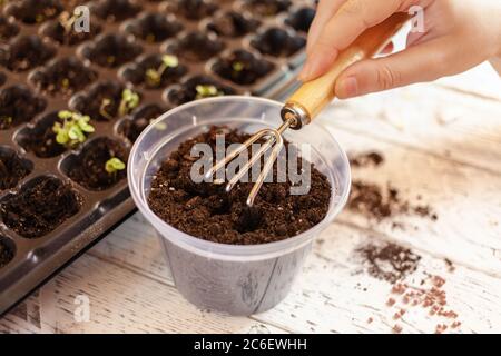 Una donna allenta la terra in un recipiente trasparente usando un piccolo rastrello. Allentando la terra prima di piantare una nuova pianta. Terreno fertile in cellule per crescere s Foto Stock