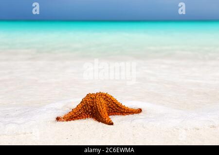 Starfish on the white sandy beach in Punta Cana, Dominican Republic. Copy space for your text. Foto Stock
