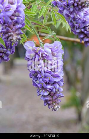 Amerikanischer Blauregen, Cascate di Ametista di Wisteria Frutescens, glicine americane, Cascate di Ametista di Wisteria Frutescens Foto Stock