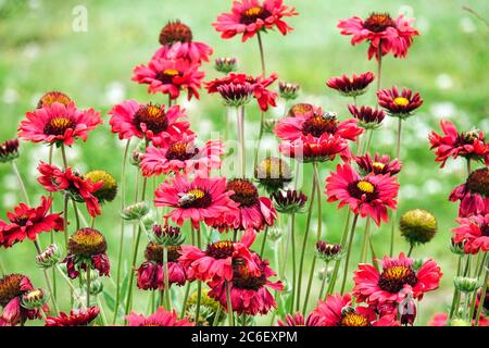 Gaillardia rossa 'Borgogna' Gaillardie rosso in luglio aiuole fiori giardino Foto Stock