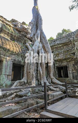 Silk Cotton Tree (Ceiba pentandra) radici che crescono tra le murature al complesso del tempio Ta Prohm, Siem Reap, Cambogia, Asia Foto Stock