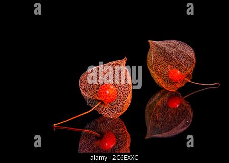 Due lampioni asciutti (alkekengi physalis) retroilluminati su sfondo nero (messa a fuoco manuale su quello anteriore) Foto Stock