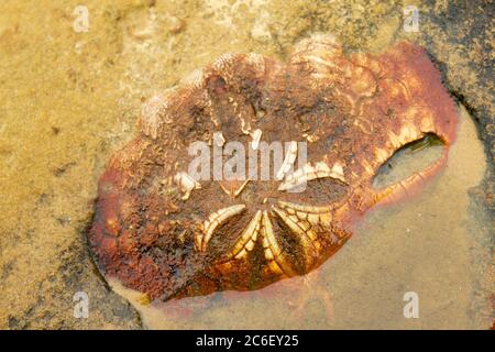 Ricci di mare fossili (Echinoidea) in rocce e sabbia marina: Famiglia: Echinocorys Foto Stock