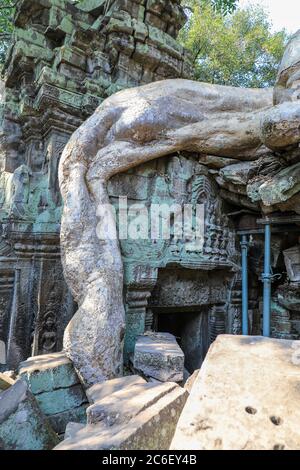 Silk Cotton Tree (Ceiba pentandra) radici che crescono tra le murature al complesso del tempio Ta Prohm, Siem Reap, Cambogia, Asia Foto Stock