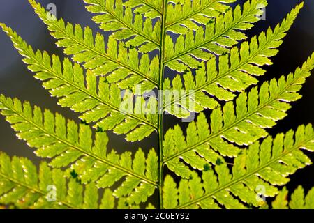 Foglia Fern alla luce del sole del mattino nelle tenebre della foresta. Foto Stock