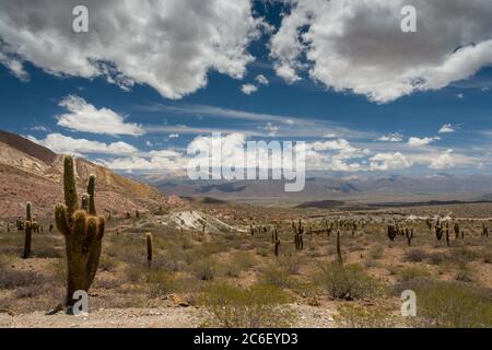 Vista sull'altiplano nel Parque Nacional los Cardones su Ruta 33 nella provincia di Salta, Argentina Foto Stock