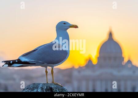 Italia Lazio Roma, il Vaticano e la Basilica di San Pietro Foto Stock