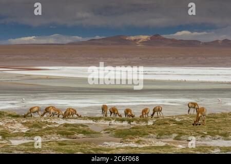 Guanacos (lama guanicoe) che pascolano sulla riva di Laguna Colorada nelle Ande in Bolivia Foto Stock