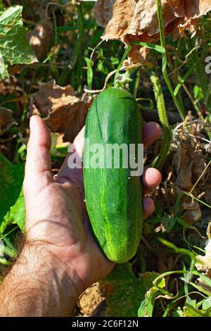 Giardinieri mano che tiene cetriolo nel giardino Foto Stock