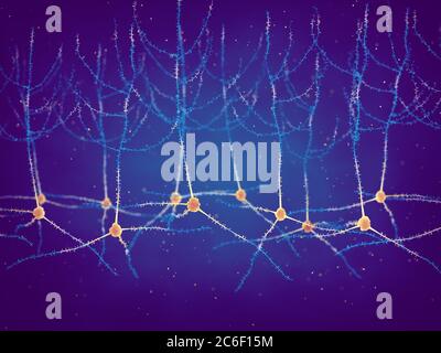 I neuroni piramidali, noti anche come cellule piramidali, si trovano nella corteccia cerebrale, nell'ippocampo e nell'amigdala, plasticità sinaptica Foto Stock