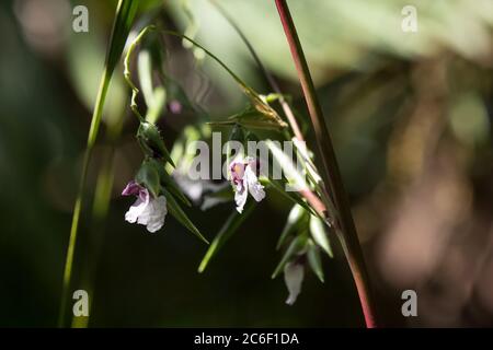 Primo piano di Thalia deambata J.fraser. Fiore piccolo fiore rosa morbido Foto Stock