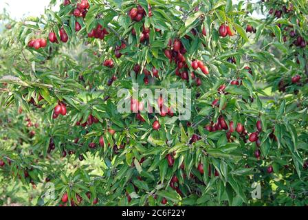 Kornelkirsche, Cornus mas Jolico, Cornus, Cornus mas Jolico Foto Stock