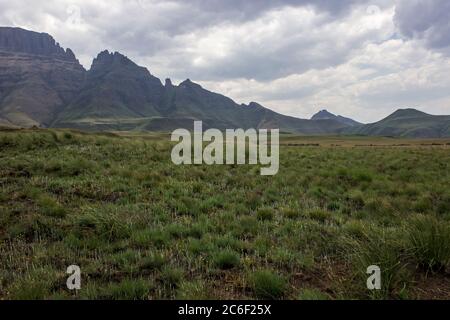Un prato Afromontane, circondato da Sterkhorn, il Turrent, Amplet e Intunja, tutte le cime di montagna iconiche del Drakensberg Montagne Sud Africa Foto Stock