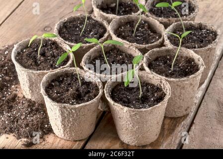 Piantine di pomodoro in pentole di carta su tavola di legno Foto Stock
