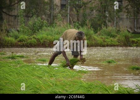 Akole villaggio vicino Pune, India - 3 luglio 2020: Le mani di fattoria seminano il riso campionamento in un campo di risaie allagato nel villaggio di Akole vicino Pune, India, venerdì, luglio Foto Stock