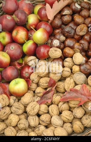 Herbstkorb, Walnuss , Juglans regia, Kastanie, Aesculus hippocastanum, Apfel, Malus domestica, cesto d'autunno, noce, Juglans regia, castagno, Aesculu Foto Stock