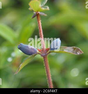 Honigbeere di Blaue, Caerulea di Lonicera Balalaika, Berry di Miele Blu, Caerulea di Lonicera Balalaika Foto Stock