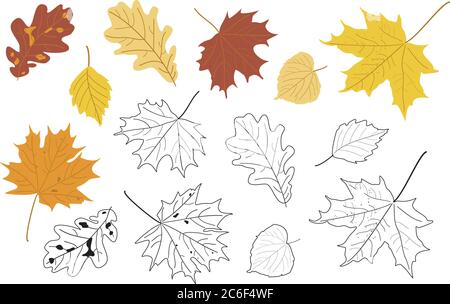 Illustrazione vettoriale, set di foglie e silhouette autunnali realistiche e luminose. Foglie di acero, tiglio, quercia e pioppo. Illustrazione Vettoriale