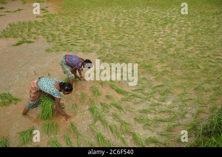 Akole villaggio vicino Pune, India - 3 luglio 2020: Le mani di fattoria seminano il riso campionamento in un campo di risaie allagato nel villaggio di Akole vicino Pune, India, venerdì, luglio Foto Stock