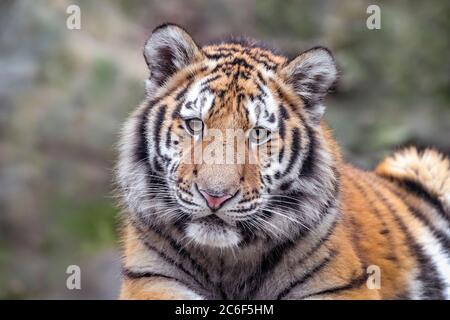 Giovane uomo Amur (Siberiano) tigre guardando verso la macchina fotografica Foto Stock