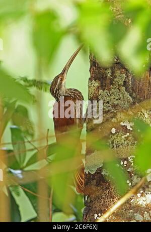 Long-billed Woodcreeper (Nasica longirostris) adult clinging to tree trunk  San Jose del Guaviare, Colombia         November Stock Photo