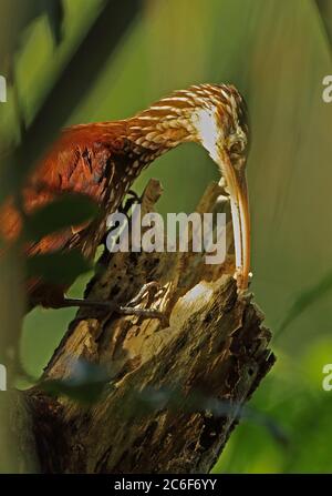 Long-billed Woodcreeper (Nasica longirostris) adult feeding in rotten tree  San Jose del Guaviare, Colombia         November Stock Photo