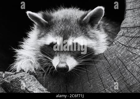 Ritratto bianco e nero di un procione (Procyon lotor) nascosto nel tronco di un albero cavo Foto Stock