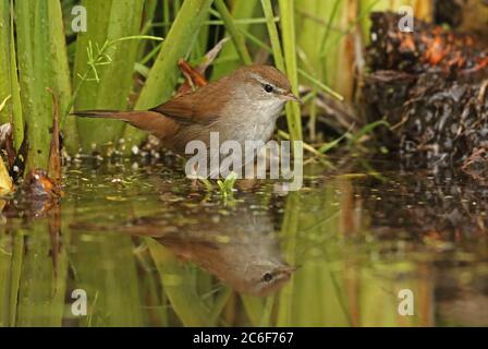 Cetti's Warbler (Cettia cetti cetti) bagno maschile adulto presso lo stagno Eccles-on-Sea, Norfolk, UK maggio Foto Stock