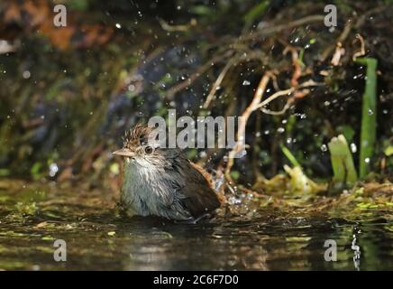 Cetti's Warbler (Cettia cetti cetti) bagno maschile adulto nello stagno Eccles-on-Sea, Norfolk, UK maggio Foto Stock