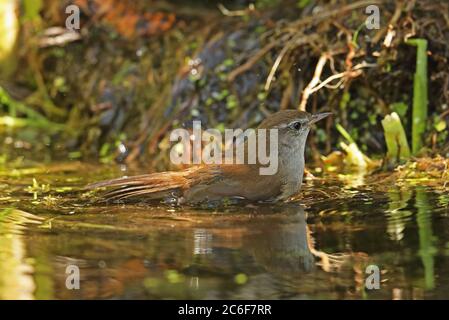 Cetti's Warbler (Cettia cetti cetti) bagno maschile adulto nello stagno Eccles-on-Sea, Norfolk, UK maggio Foto Stock