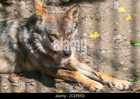 Un primo piano di un jackal sdraiato sul terreno sabbioso. Jackal riposato su un terreno roccioso in una giornata estiva Foto Stock