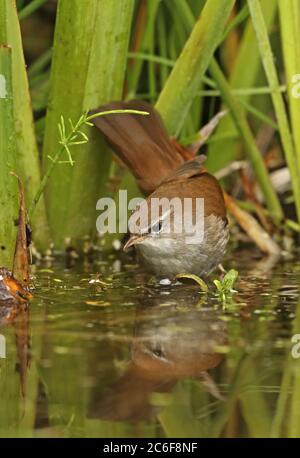 Cetti's Warbler (Cettia cetti cetti) bagno maschile adulto nello stagno Eccles-on-Sea, Norfolk, UK maggio Foto Stock