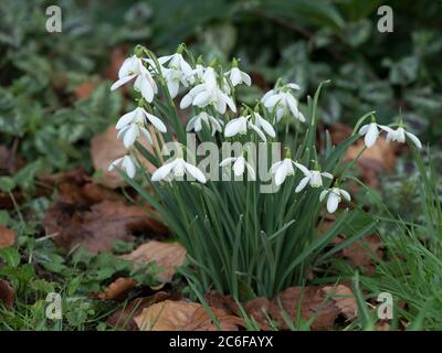 Nevicate, Galanthus nivalis, fioritura in giardino, Worcestershire, Regno Unito. Foto Stock