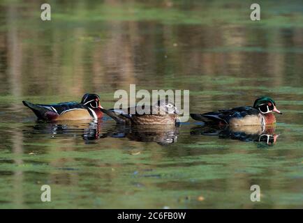 Due drake e una gallina di anatra in legno americano che nuotano su un laghetto di acqua dolce Foto Stock