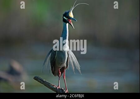 Adulto giallo-coronato notte airone yawning Foto Stock