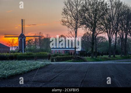 Terreni agricoli olandesi nel villaggio di Zundert, Brabante Nord, con un vecchio mulino a vento durante il tramonto colorato Foto Stock