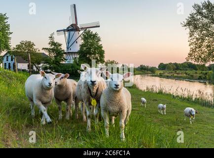 Scenario con un tradizionale mulino a vento olandese chiamato 'De Vlinder' e un gregge di pecore a Deil, provincia di Gelderland, Paesi Bassi Foto Stock