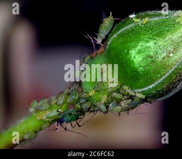 Gli afidi sono piccoli insetti succhianti di sap e membri della superfamiglia Aphidoidea. I nomi comuni includono greenfly e blackfly. Foto Stock