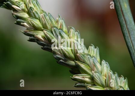 Il frumento è un'erba ampiamente coltivata per il suo seme di un cereale che è nel mondo un alimento di base. Foto Stock