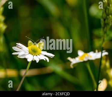 Farfalla verde venata (Pieris napi) su fiore di mayweed o camomilla di mais (Anthemis arvensis) in estate, East Lothian, Scozia, UK Foto Stock