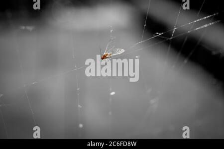 fotografia macro in bianco e nero di un piccolo insetto arancione che è intrappolato in una rete di ragno e destinato alla morte Foto Stock