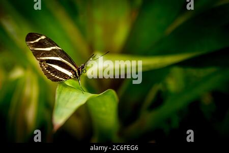 Primo piano di una farfalla a palangari zebra (Heliconius charithonia) poggiata su una foglia verde Foto Stock