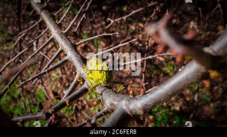 immagine frontale di un grassopper verde seduto su un ramo marrone con gemme Foto Stock