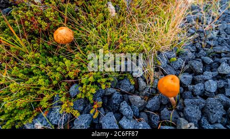 due funghi che crescono all'esterno tra muschi, erbe e ciottoli di lava su diversi terreni Foto Stock