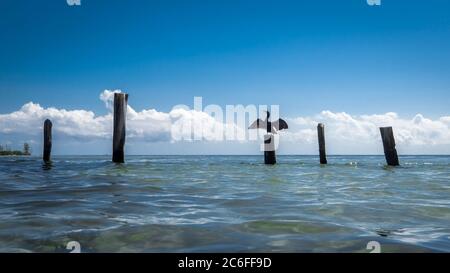 silhouette di un cormorano con ali spalmabili seduti su un palo di fronte all'orizzonte del mare caraibico Foto Stock