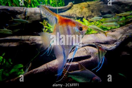 un pesce di cichlidi colorato (pterophyllum scalare) è nuotare sott'acqua in un acquario d'acqua dolce di fronte ad un aquascape decorativo Foto Stock