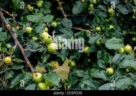 Piccole mele verdi su un primo piano di ramo Foto Stock