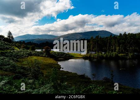 Tarn Hows nel distretto del lago Cumbria Foto Stock