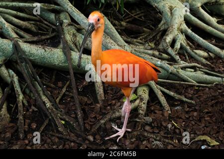 Primo piano di un Ibis rosa o di uno Scarlet Ibis (Eudocimus ruber) Foto Stock