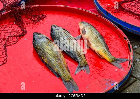 I pesci Cyprinus carpio sono in vendita. Provengono dal lago Ulubat vicino Bursa in Turchia. Foto Stock